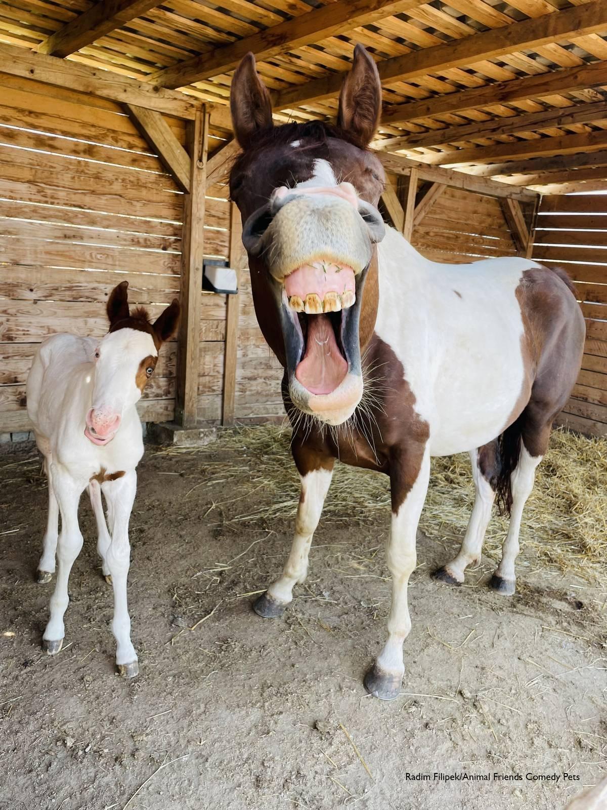 英國2022「搞笑寵物攝影獎」馬匹組冠軍由〈Happy Horses〉拿下。(翻攝自Comedy Pet Photography Awards網站)
