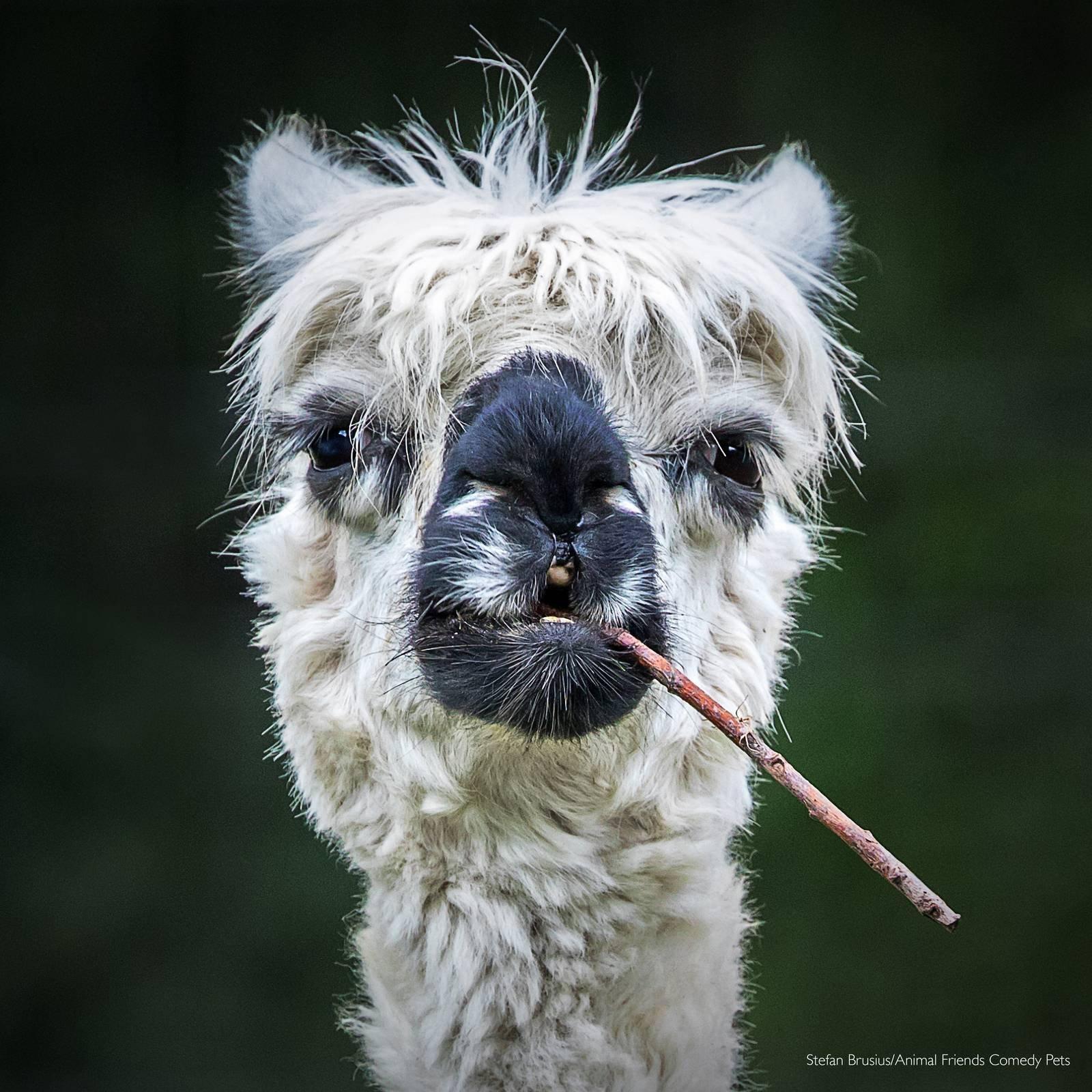 英國2022「搞笑寵物攝影獎」其他動物組冠軍由〈Smokin' Alpaca〉拿下。(翻攝自Comedy Pet Photography Awards網站)