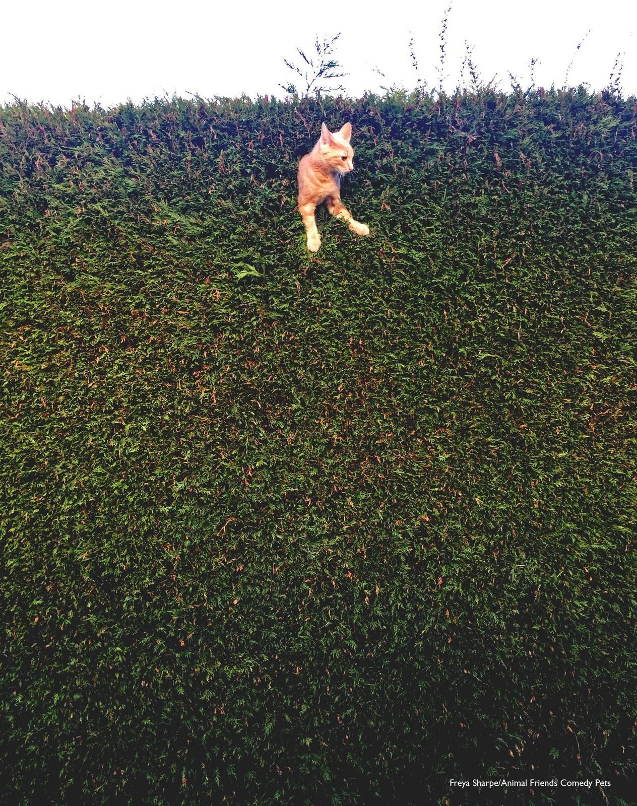 英國2022「搞笑寵物攝影獎」兒少組冠軍由〈Jack the Cat stuck in the hedge〉拿下。(翻攝自Comedy Pet Photography Awards網站)