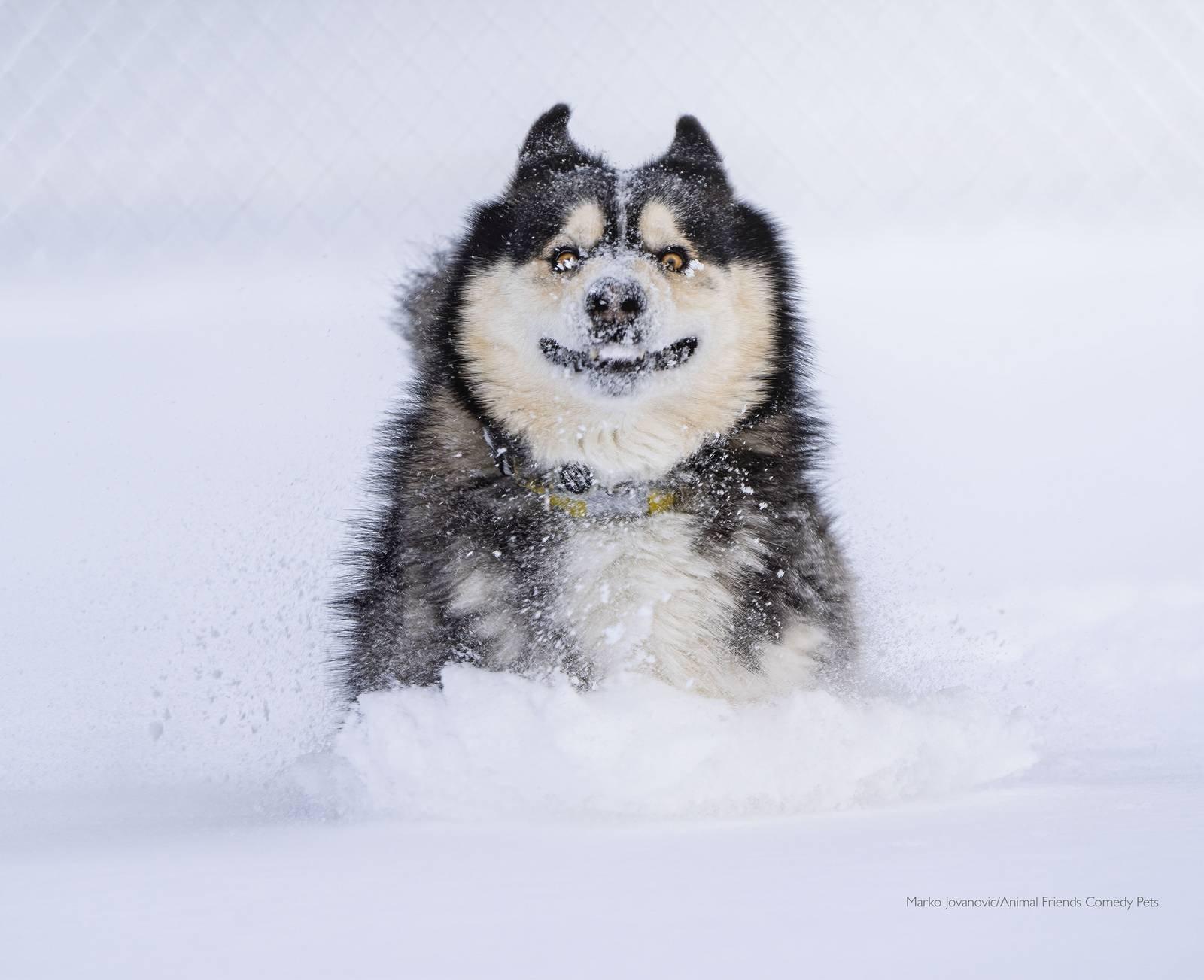 英國2022「搞笑寵物攝影獎」觀眾票選獎由《Dashing through the snow》拿下。(翻攝自Comedy Pet Photography Awards網站)