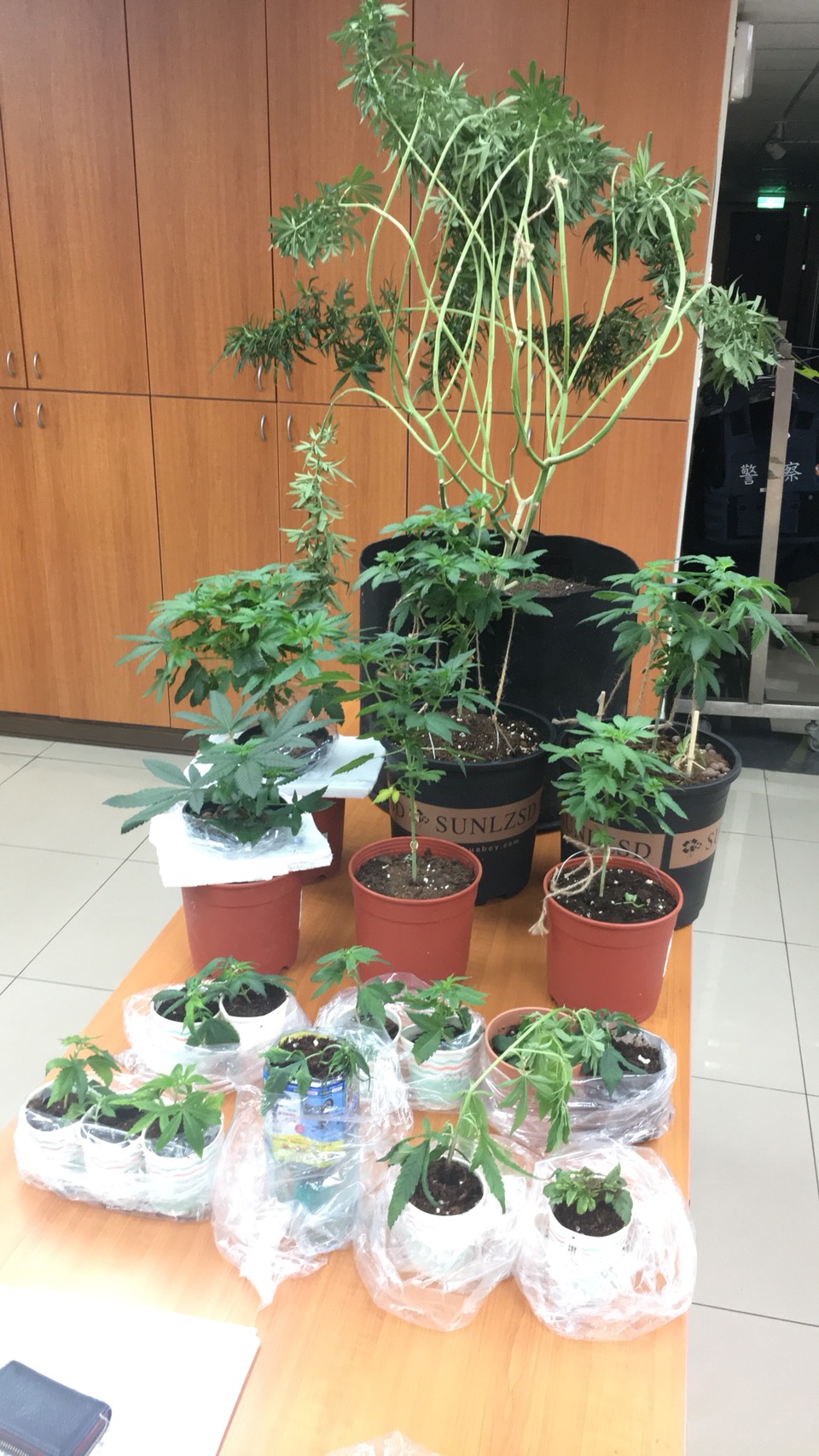 警查扣的大麻樹(翻攝畫面)