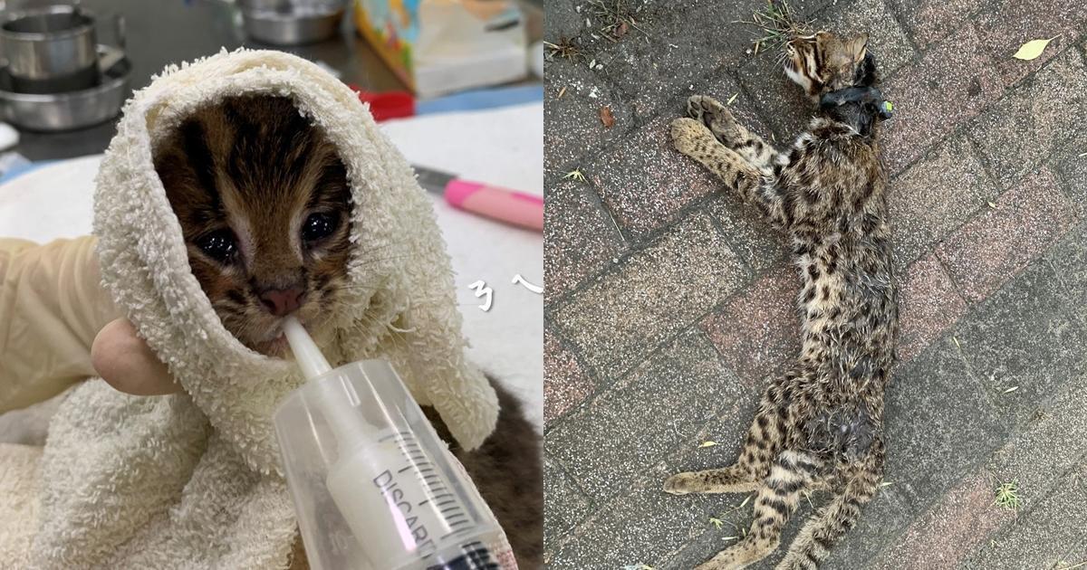 特生中心親手奶大的石虎「秋哥」被發現陳屍在路邊，初判為犬殺。（翻攝自石虎保育大使 阿虎加油臉書）