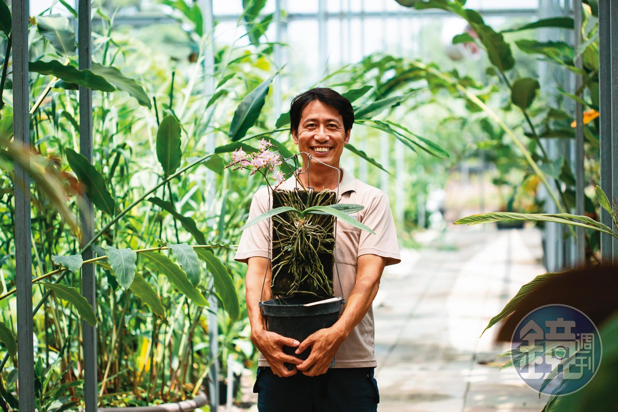 洪信介從年輕時便愛採蘭、種蘭,野生蘭花雖賣價不高,但種類繁多,花型各異,大大滿足他的蒐集癖。