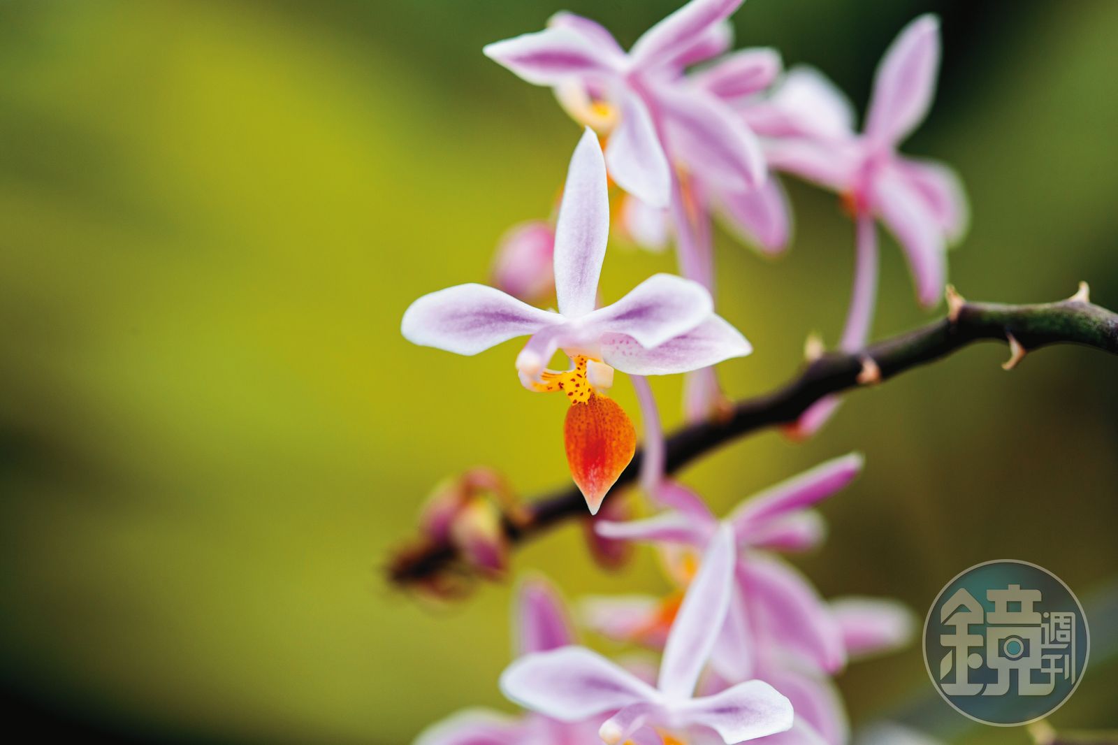 一鏡到底】一株蘭花的誕生植物獵人洪信介- 鏡週刊Mirror Media