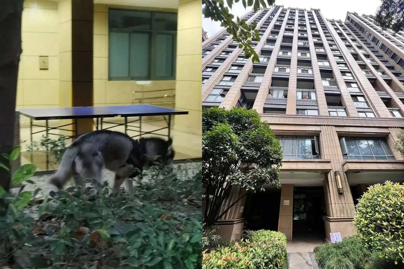 肇事的哈士奇（左），從24樓高墜下，壓傷一對祖孫。（翻攝自網易新聞）