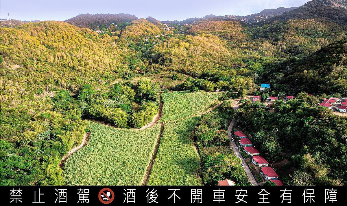 起源單一莊園。 （大隆嘉禾提供）