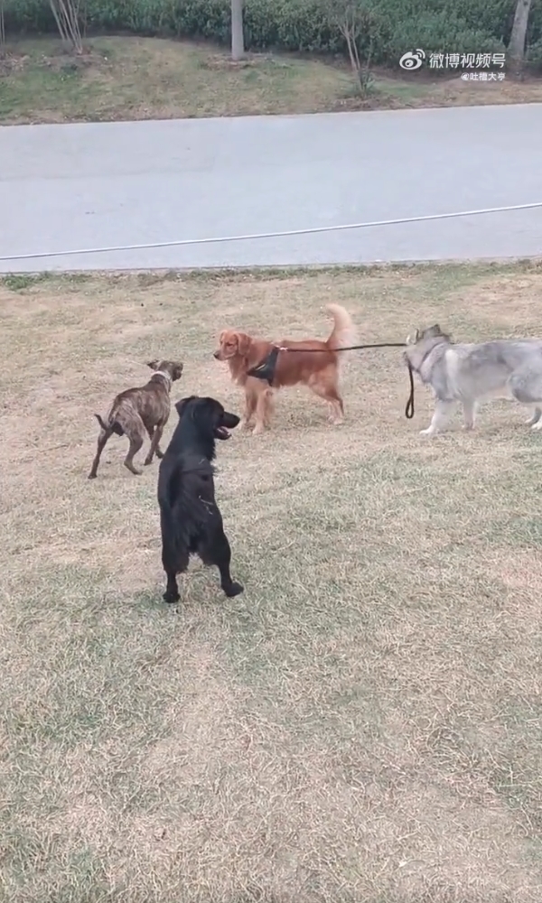 阿拉斯加犬（右）成功勸架。（翻攝自吐槽大亨微博）