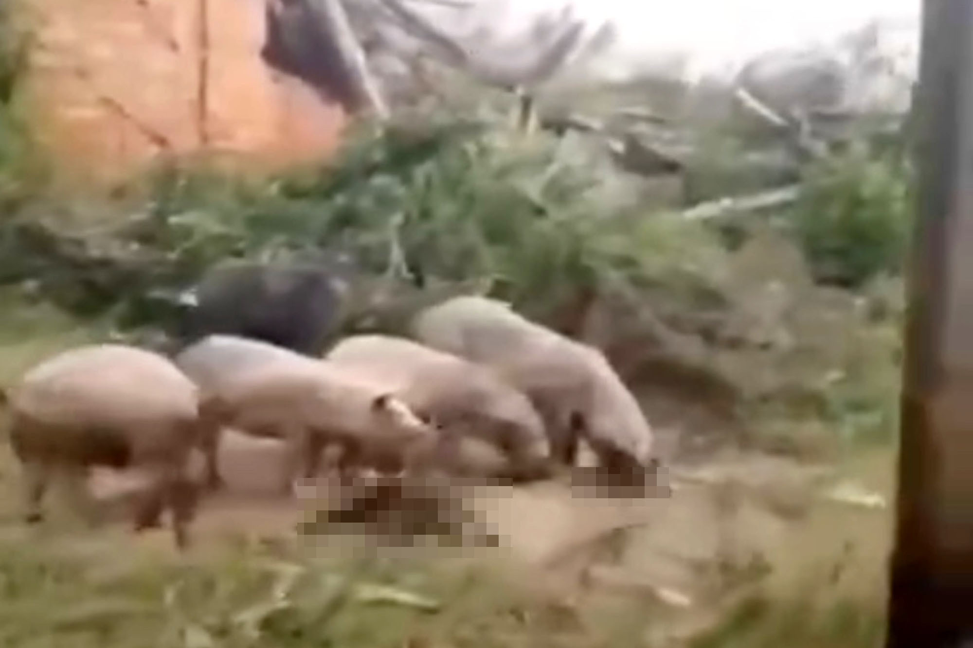 殘酷慎入！俄兵成砲灰慘死，遺體變豬飼料遭啃食。（翻自Telegram）