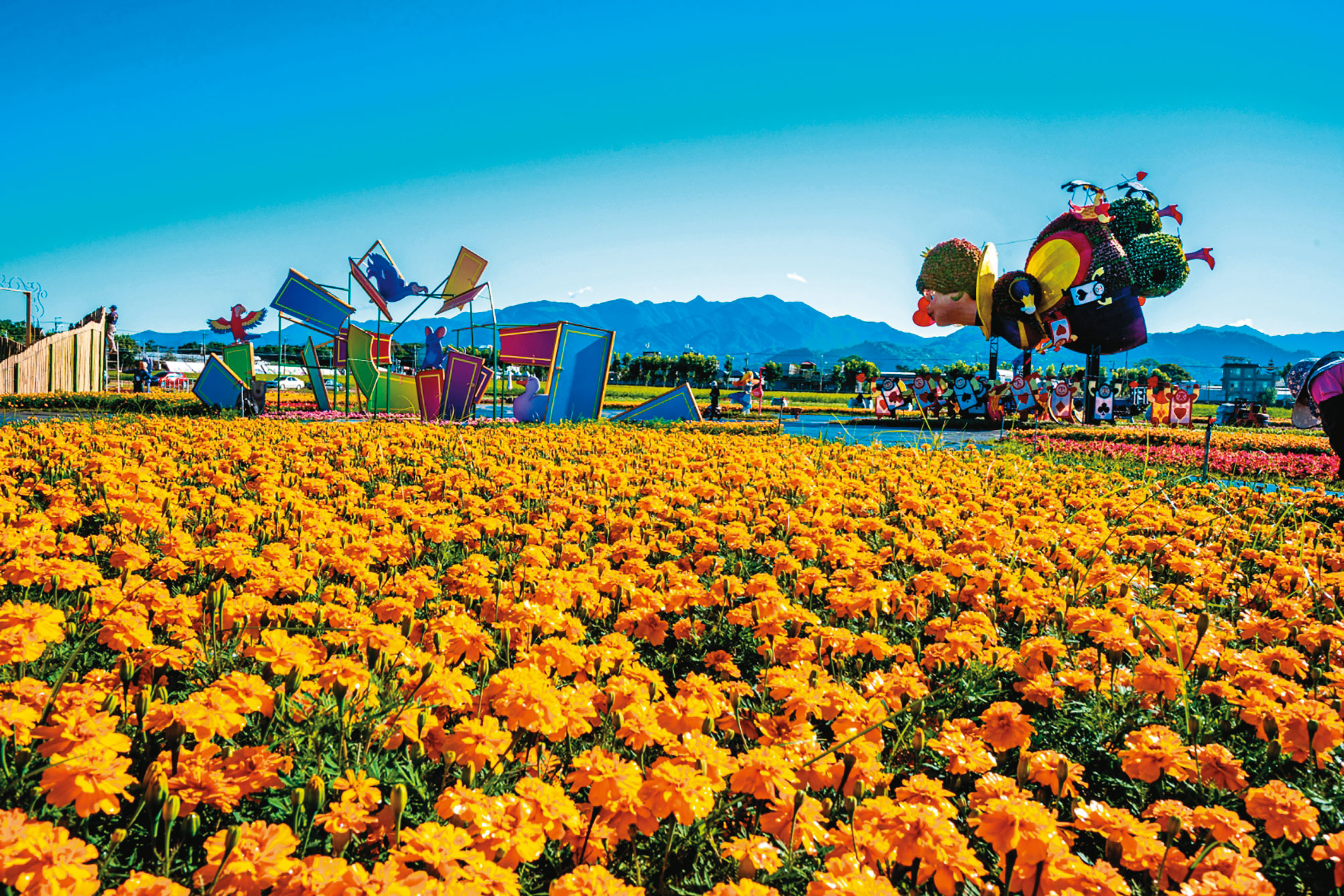 歷屆台中國際花毯節的繽紛花海，往往成為社群打卡的熱點。（資料照片）