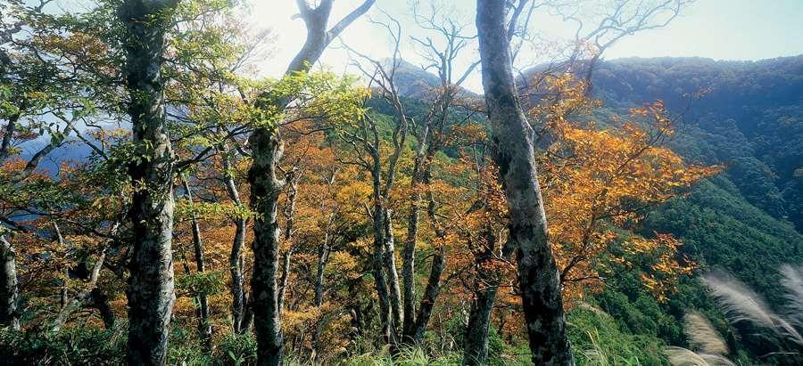 太平山台灣山毛櫸旅遊旺季來臨，為因應上山人潮10月15日起至11月13日期間將實施交管，民眾上山前務必留意。（翻攝自台灣山林悠遊網）