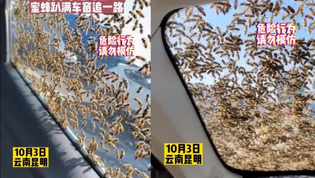 中國雲南有民眾偷走蜂王，引發大批蜂群追殺。（翻攝微博@都市時報）