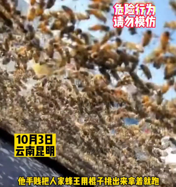 中國雲南有民眾偷走蜂王後躱上車逃離,大批蜜蜂爬滿車窗,景象驚人。(翻攝微博@都市時報)