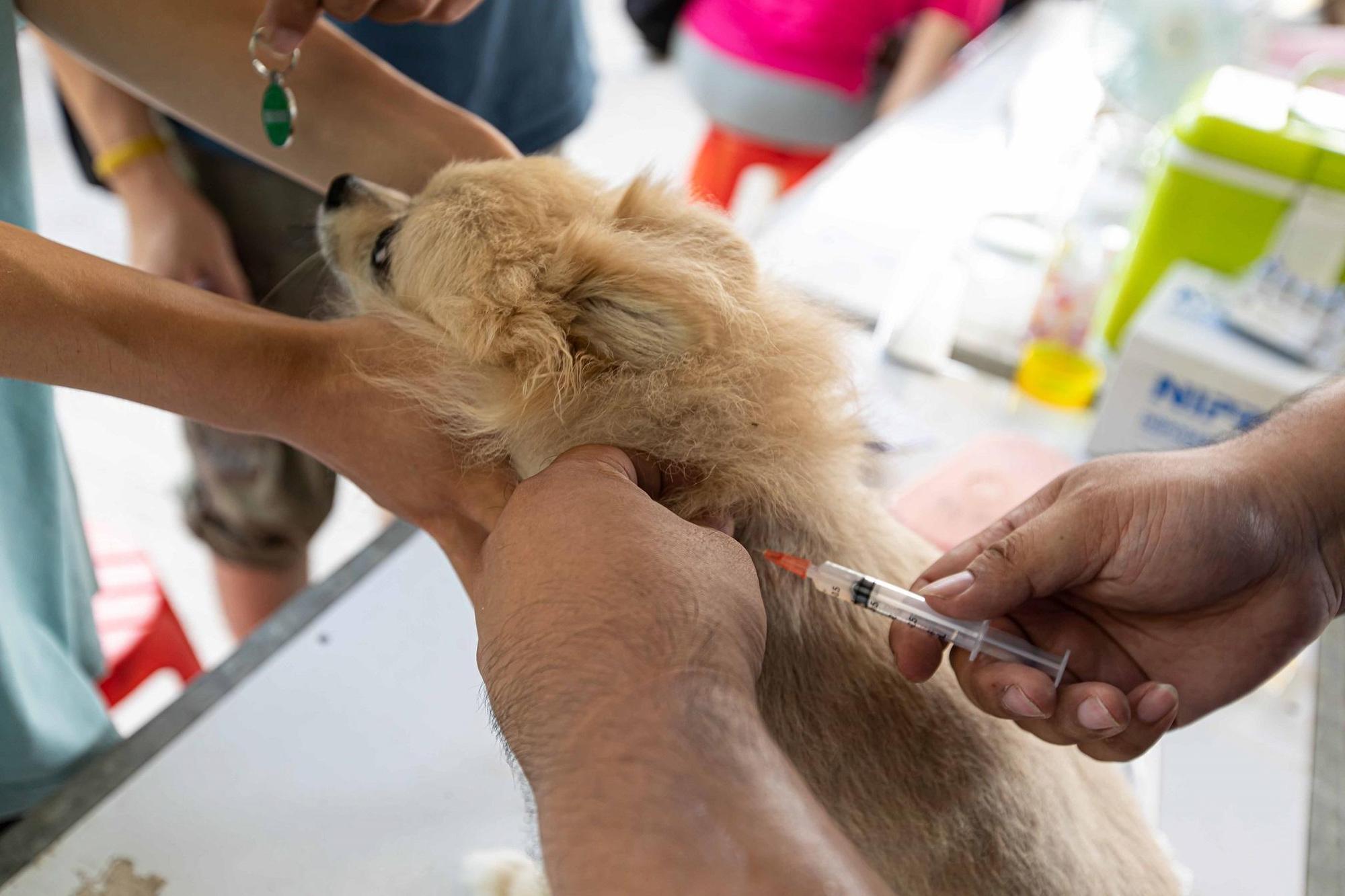 專業獸醫師為毛寶貝注射狂犬病疫苗。