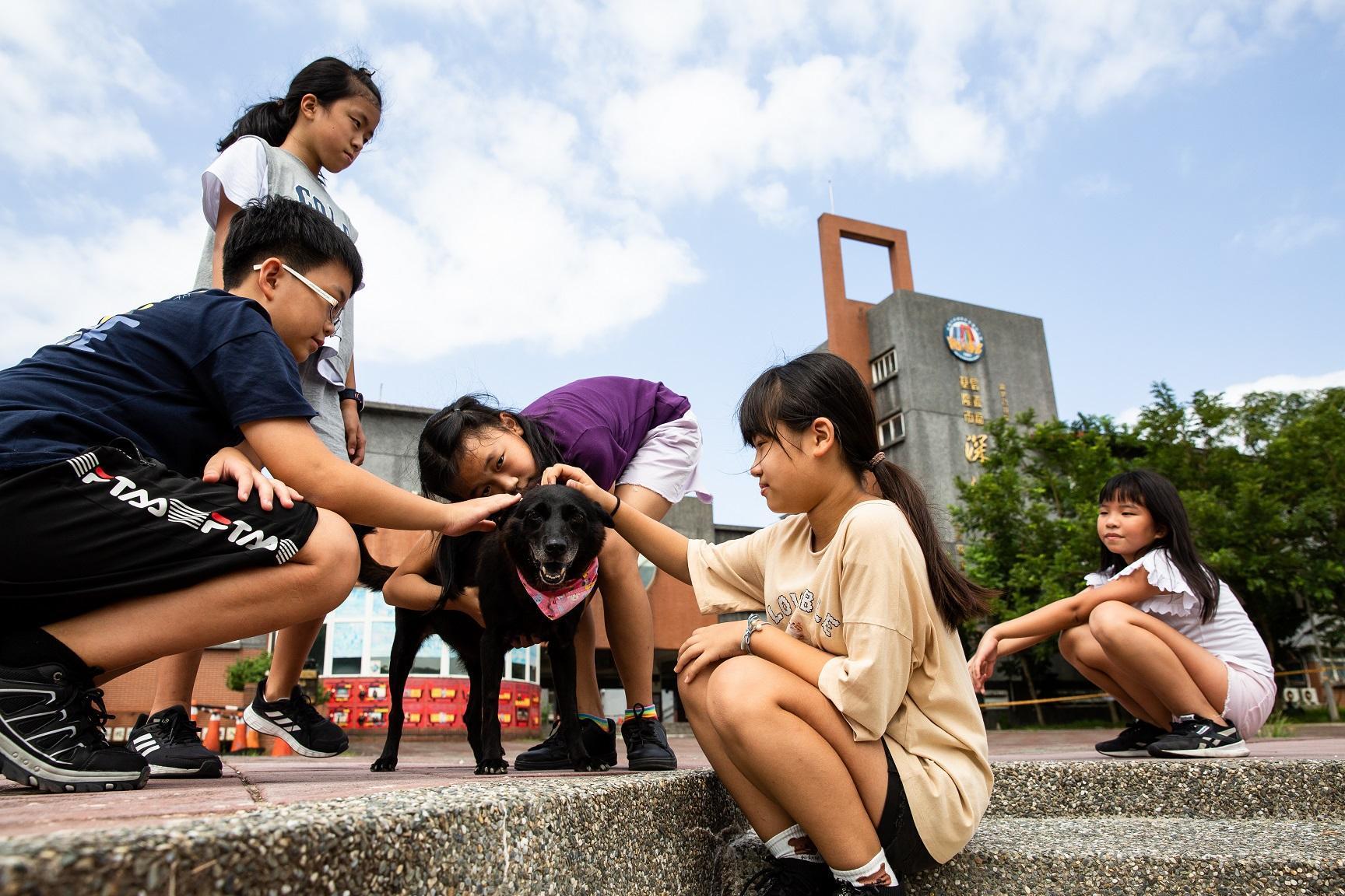 深澳國小認養的校犬「小三」,經常於課間活動時陪伴學童一同嬉戲。