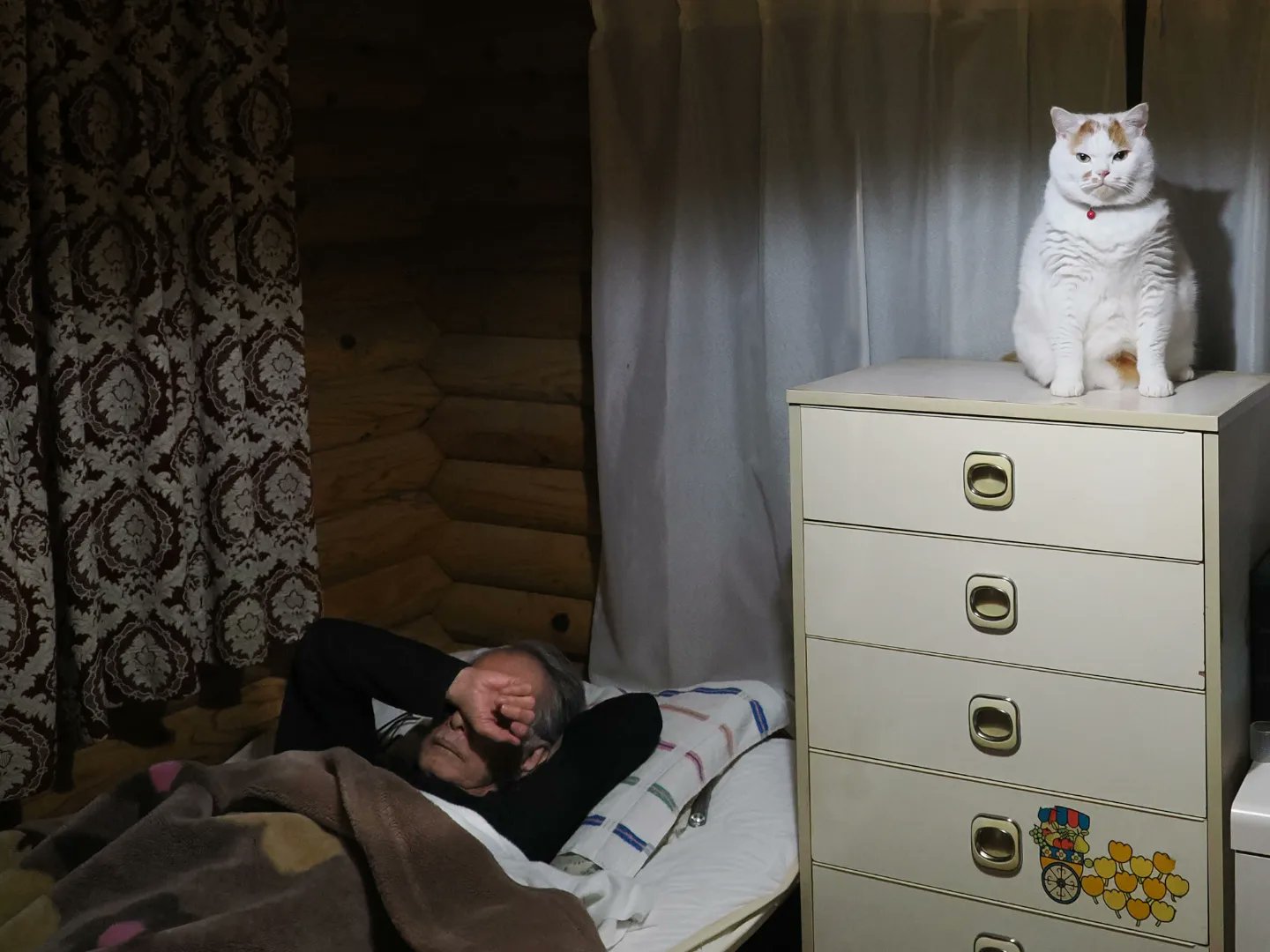 日本一隻胖貓每天凌晨3點都會從五斗櫃上跳到正在睡覺的老爸身上，老爸雖然痛苦但也沒輒，就這樣默默承受牠的攻擊10多年。（翻攝自推特@marco74444）