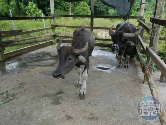 飼養的兩頭水牛十分親人。