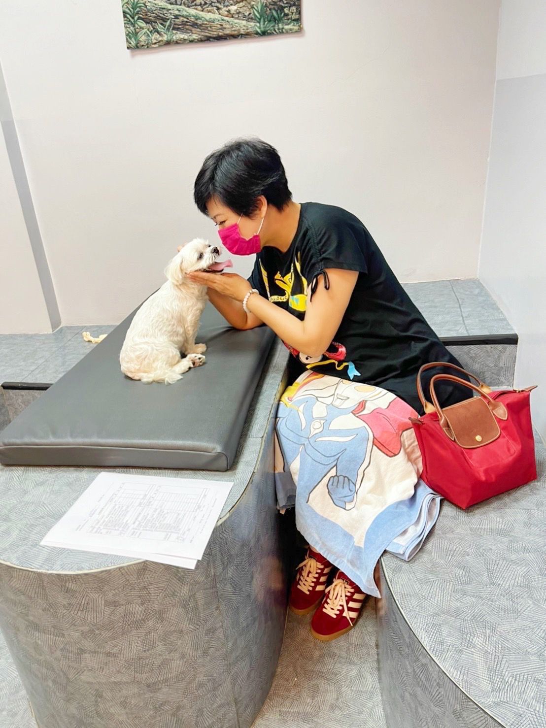8歲愛犬「妹妹」髖關股骨開刀，崔佩儀急找藍心湄介紹獸醫。（崔佩儀提供）