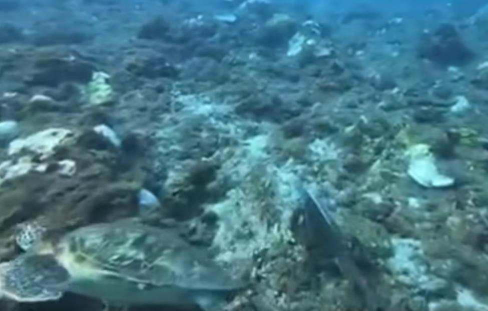 一名潛水教練9日在小琉球拍到一隻綠鬣蜥在海底游泳,一旁的海龜還嚇到「挫一下」。(翻攝自爆潛公社臉書粉專)