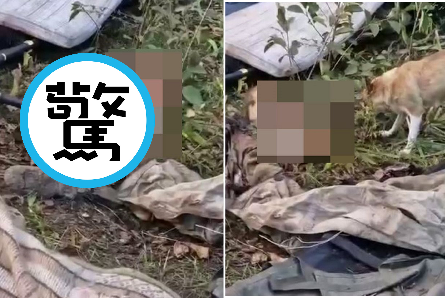 普丁引戰狠殺，人的孩子死不完！滿地俄軍屍體被貓狗啃。（翻自Telegram）