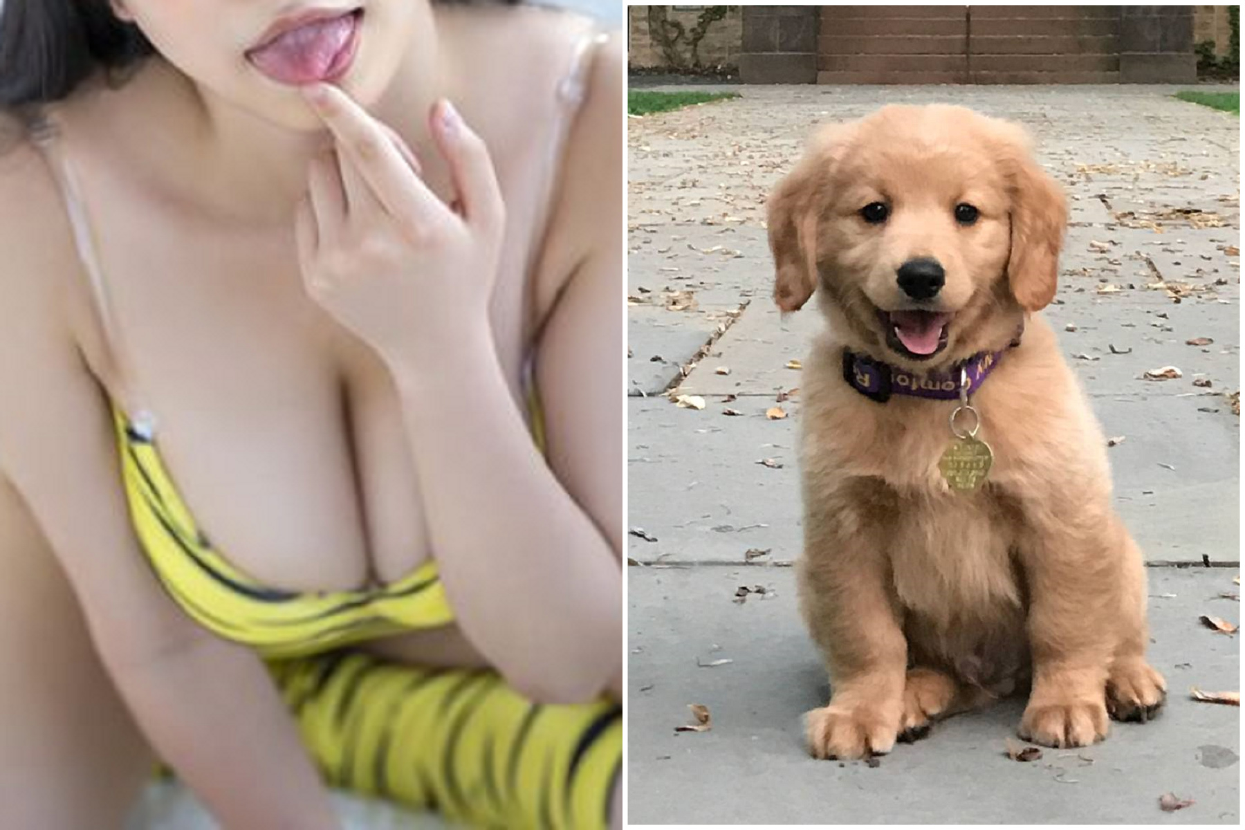 正港狗爬式3P！女做愛狗狗必上床「從後面來」 男友每每被咬到呻吟- 鏡週刊Mirror Media