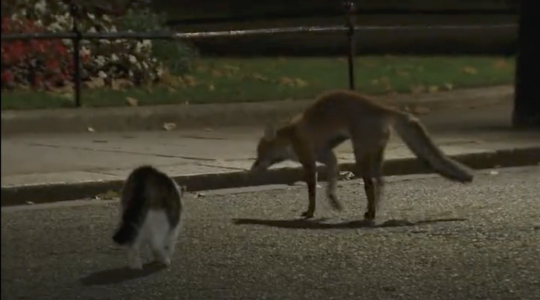 賴瑞（左）看到狐狸入侵，緊跟著對方，要趕走牠。（翻攝Sky New影片）