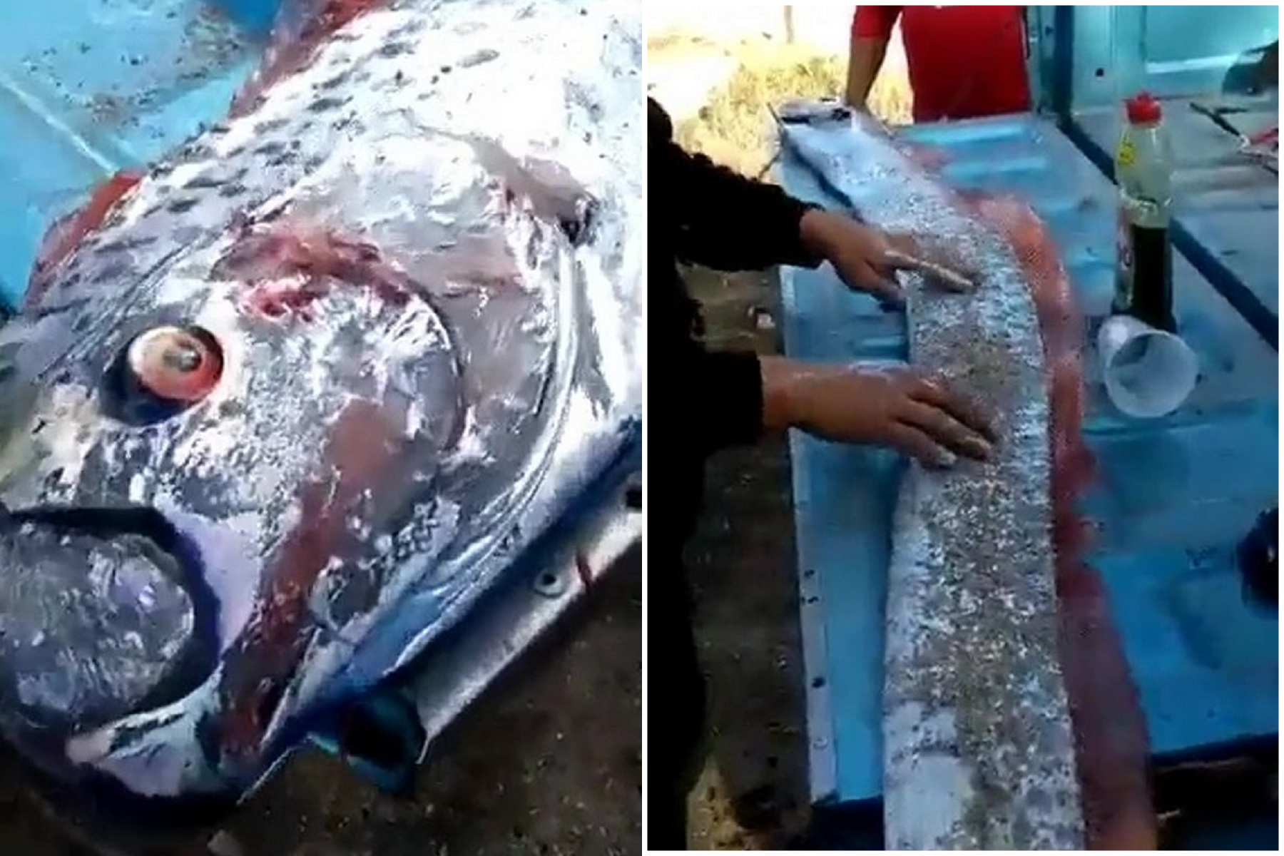 地震怪魚一個月內2度橫空出世！這裡的鄉民怕爆，相信厄運災禍將降臨。（翻自《每日星報》）