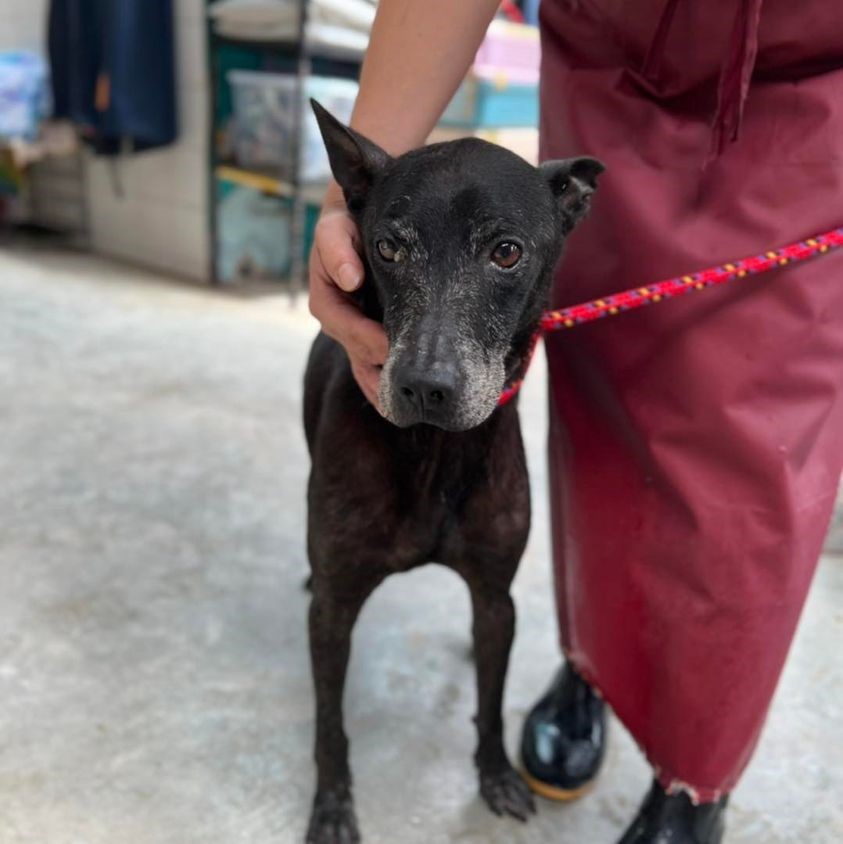 小八在新店動物之家入所情形。(新北動保處提供)