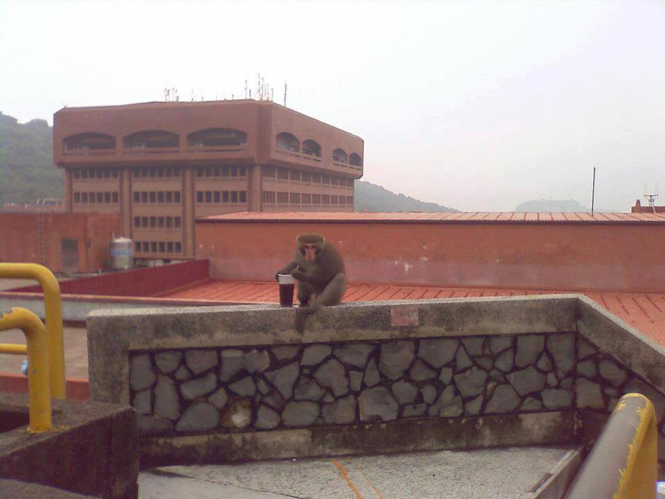 中山大學的猴子被目擊插吸管喝飲料，進化程度讓網友嚇壞。（翻攝自爆廢公社二館）