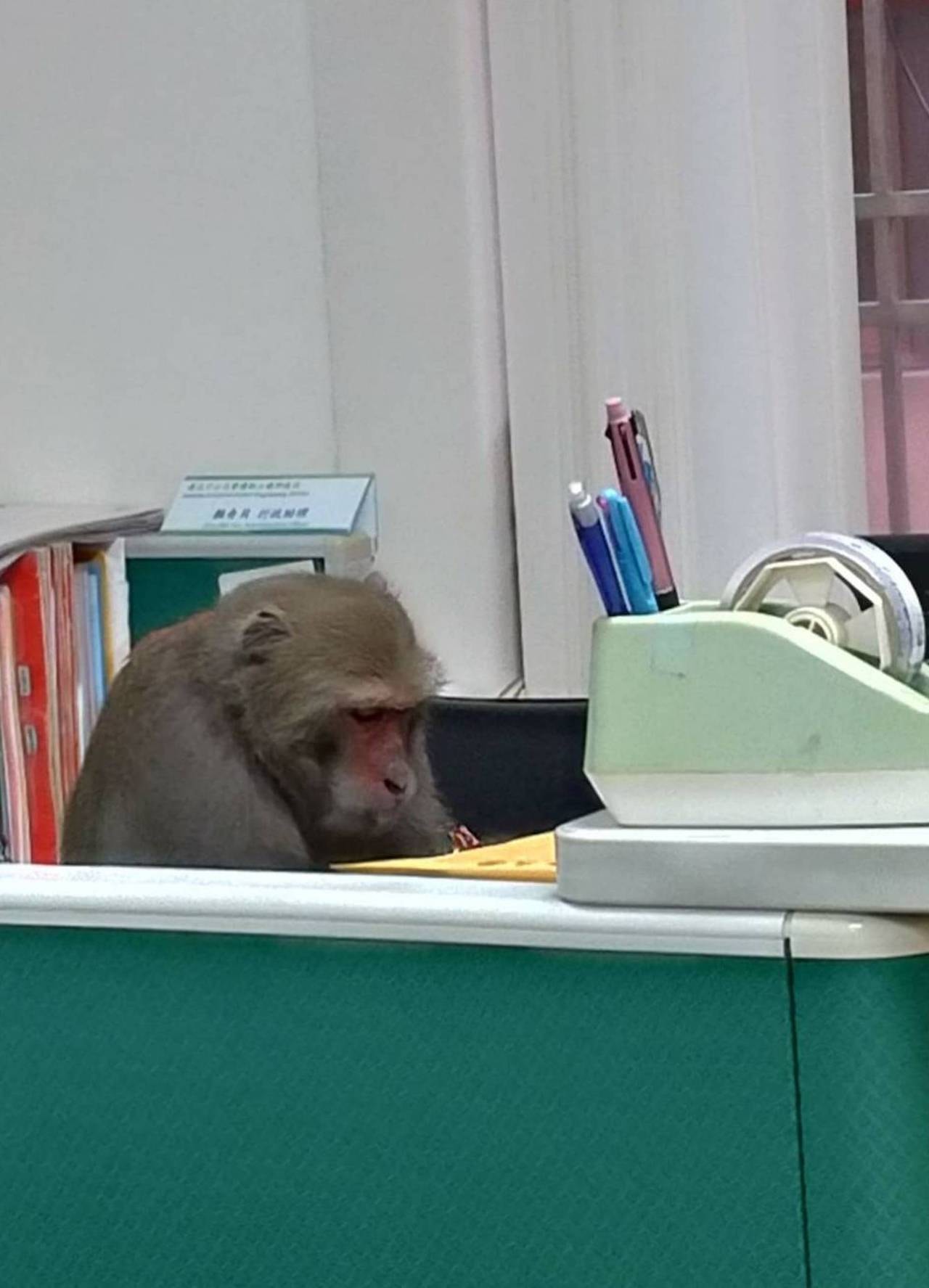 中山大學的猴子曾闖進辦公室假扮教授。（翻攝自臉書）