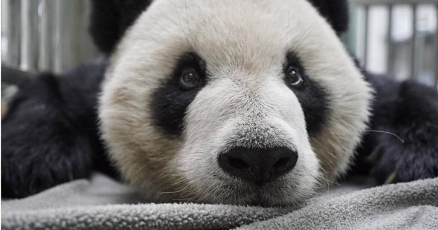 台北市立動物園指出，根據團團檢查結果，已排除腦血管病變或感染造成的癲癇問題。（翻攝台北市立動物園臉書）