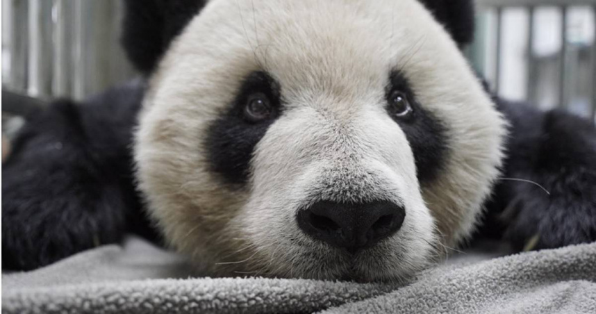 台北市立動物園指出，根據團團檢查結果，已排除腦血管病變或感染造成的癲癇問題。（翻攝台北市立動物園臉書）
