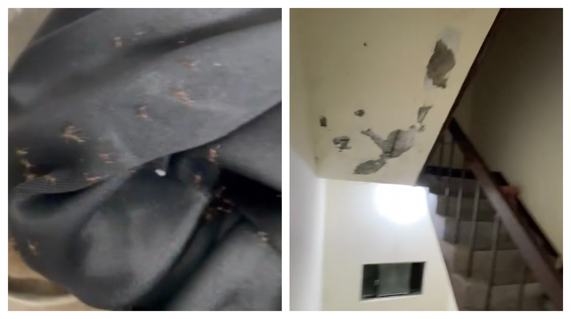 新北市八里長坑國小很恐怖的教師宿舍，除了壁癌以外，老師皮包上還爬滿螞蟻。（讀者提供）