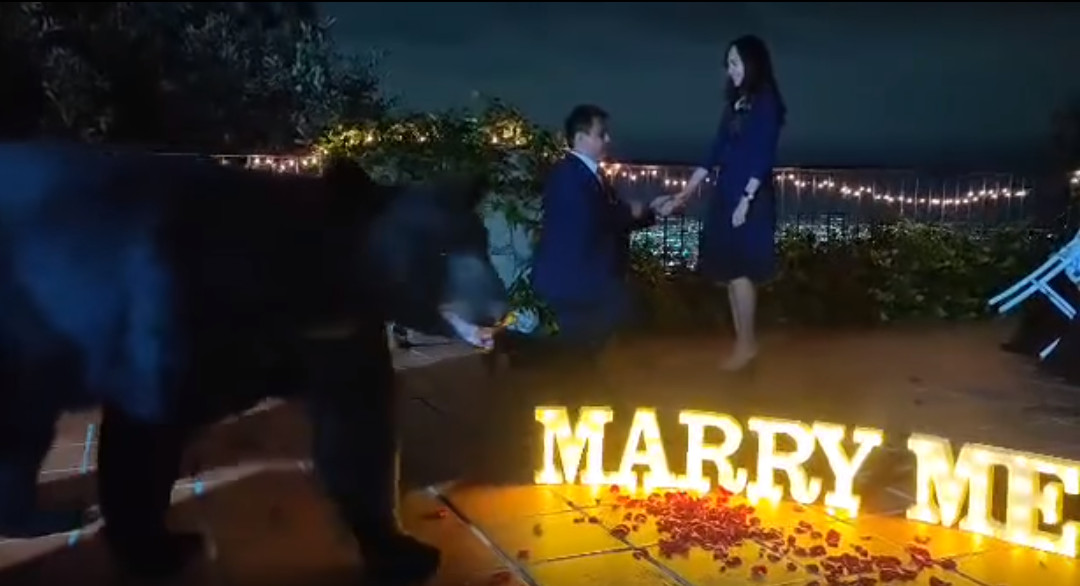 墨西哥一對情侶在生態公園露台舉辦浪漫求婚儀式，未料竟有野生黑熊亂入，情侶瞬間停格。（翻攝臉書@Ricardo Morales）