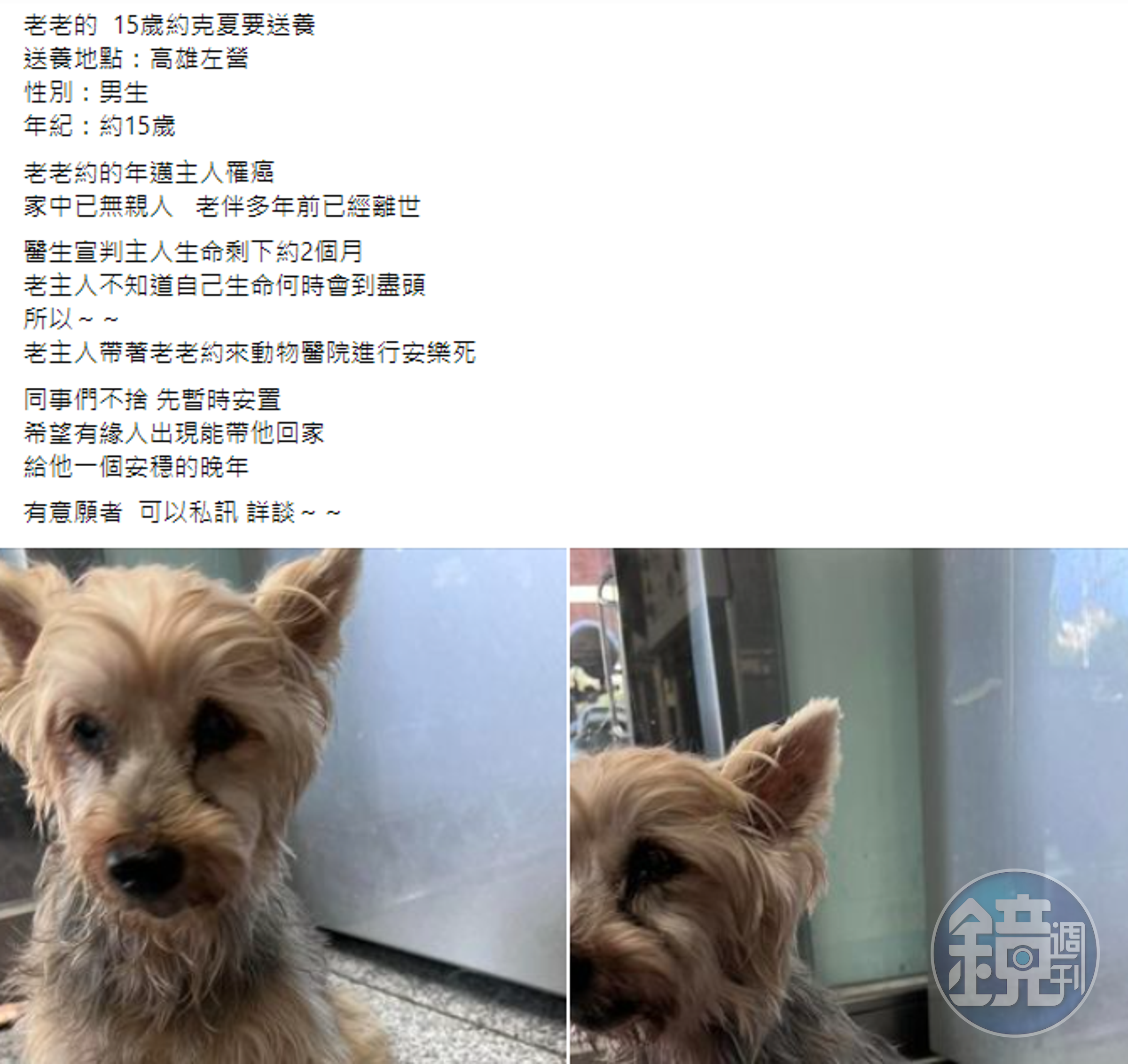 15歲的約克夏（截圖自臉書社團）