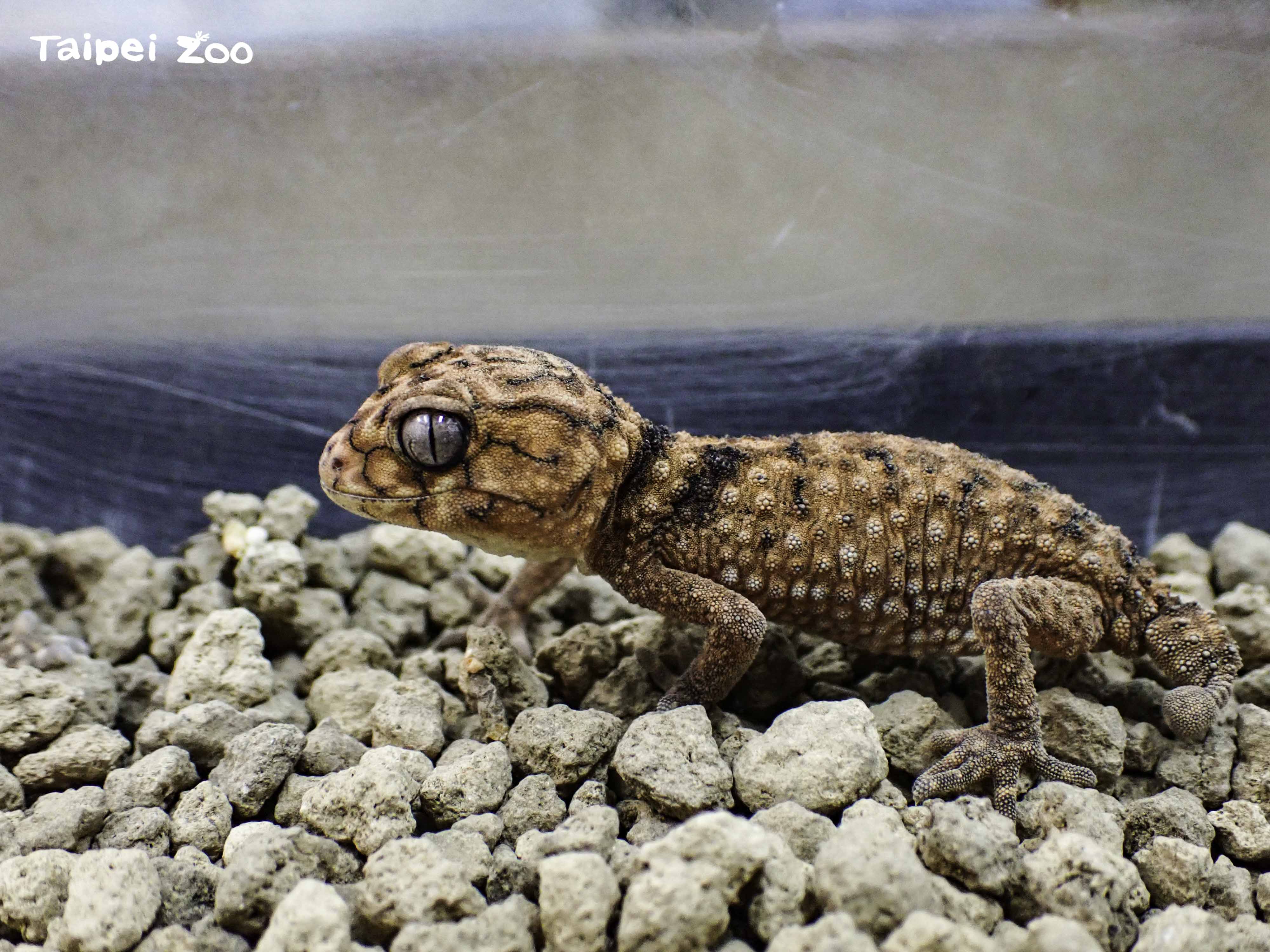 棘皮瘤尾守宮長的很像炸雞、小恐龍,相當可愛。(台北市立動物園提供)