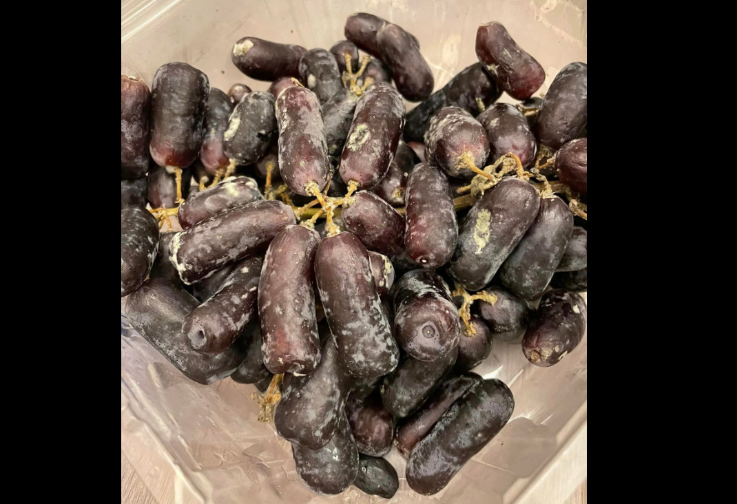 網友在桃園好市多購買進口葡萄，未料才4天就發霉。（翻攝自爆料公社）