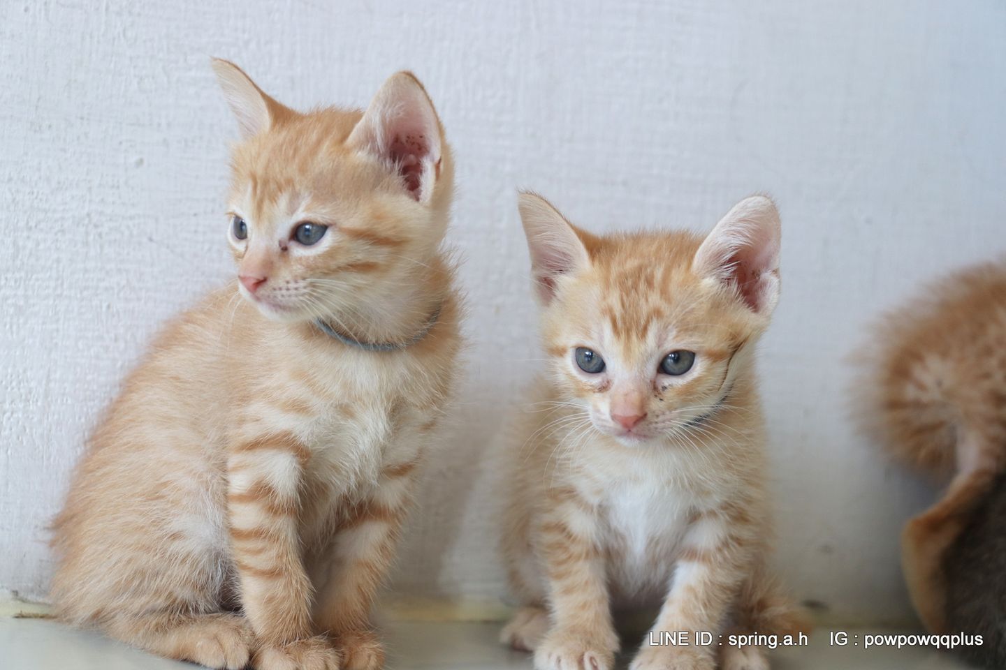 台灣也有「橘色惡魔」!超可愛小橘貓等待有緣人認養。(翻攝自春天動物醫院臉書)