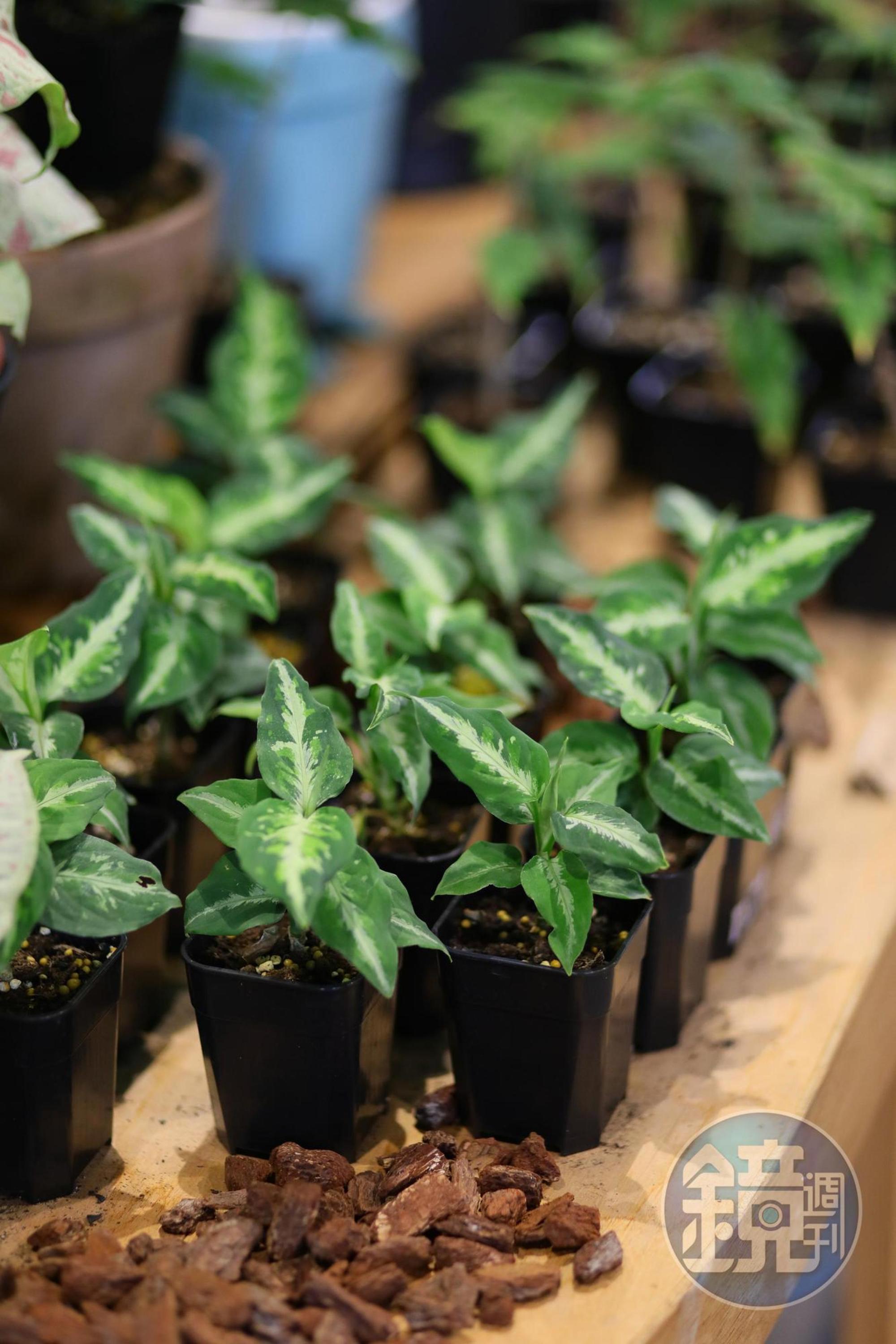 展場內可看到許多時下熱門的觀葉植物。