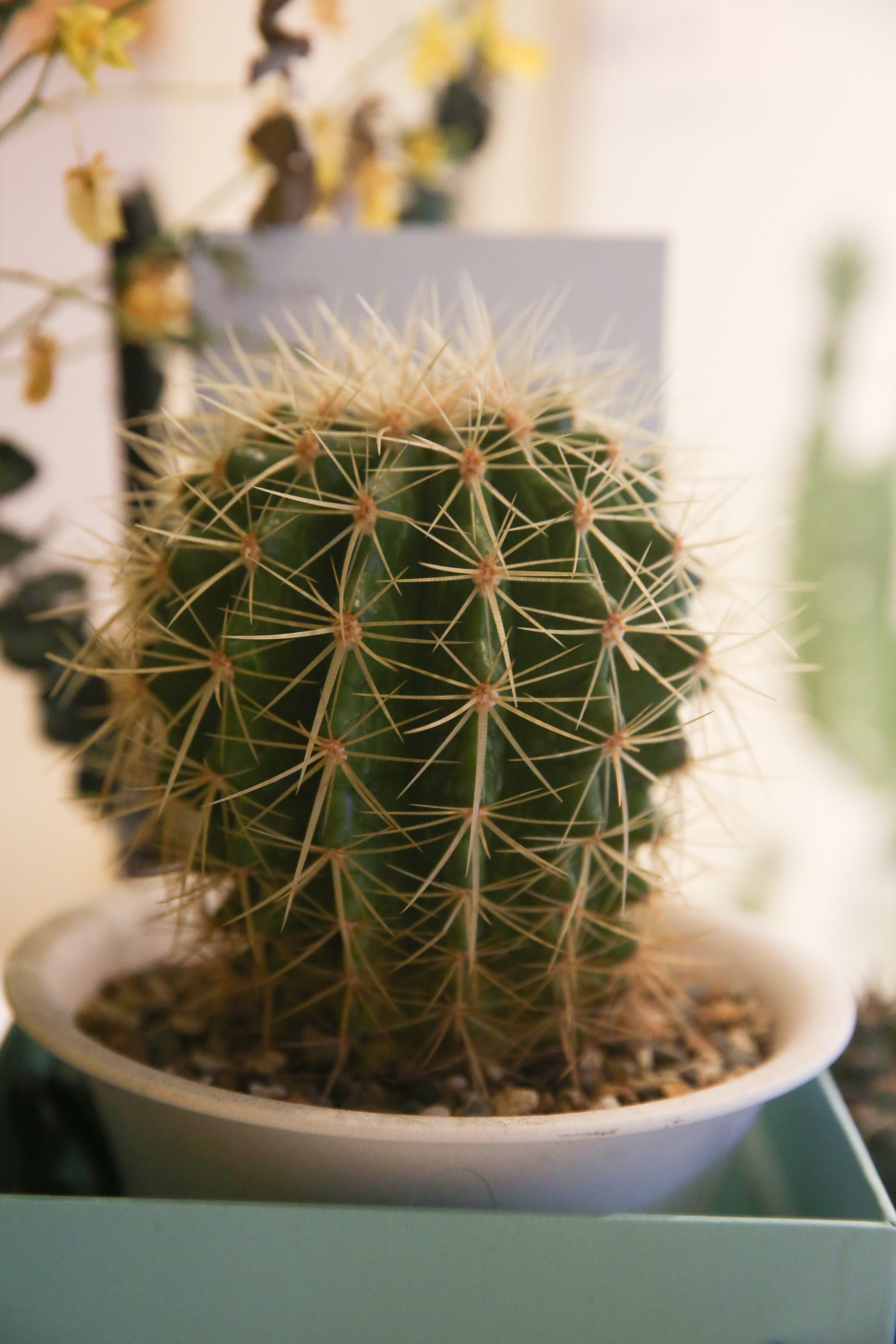 Cactus是仙人掌之意，給人溫暖、堅強的感覺，也是酒吧的主題。