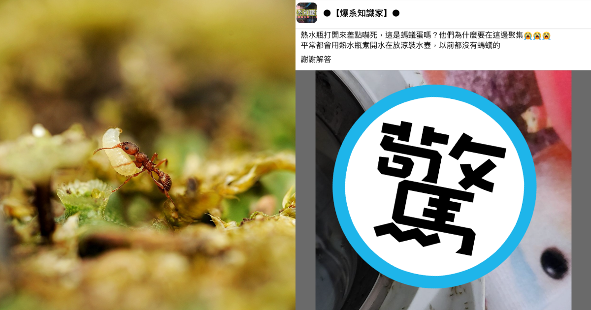 網友打開熱水壺驚見滿滿螞蟻蛋。左為示意圖，非當事螞蟻。（翻攝自pixabay、爆系知識家）
