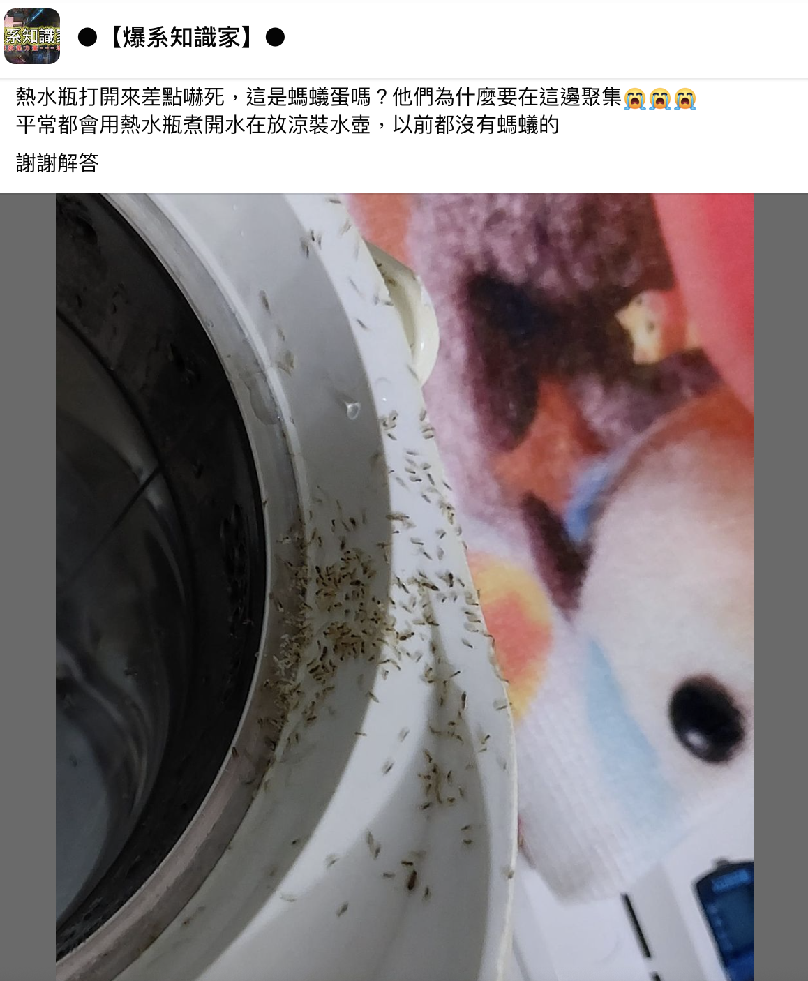 螞蟻蛋布滿熱水壺,讓原PO上網求助。(翻攝自爆系知識家)