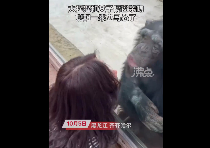 黑龍江齊齊哈爾有隻黑猩猩熱愛美女，公然與女遊客隔玻璃玩親親。（翻攝微博@沸點視頻）