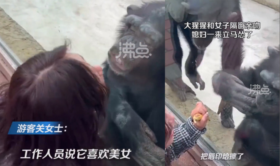 黑猩猩老婆殺到現場，沒想到原本上一秒還送飛吻的黑猩猩立刻擦嘴。（翻攝微博@沸點視頻）