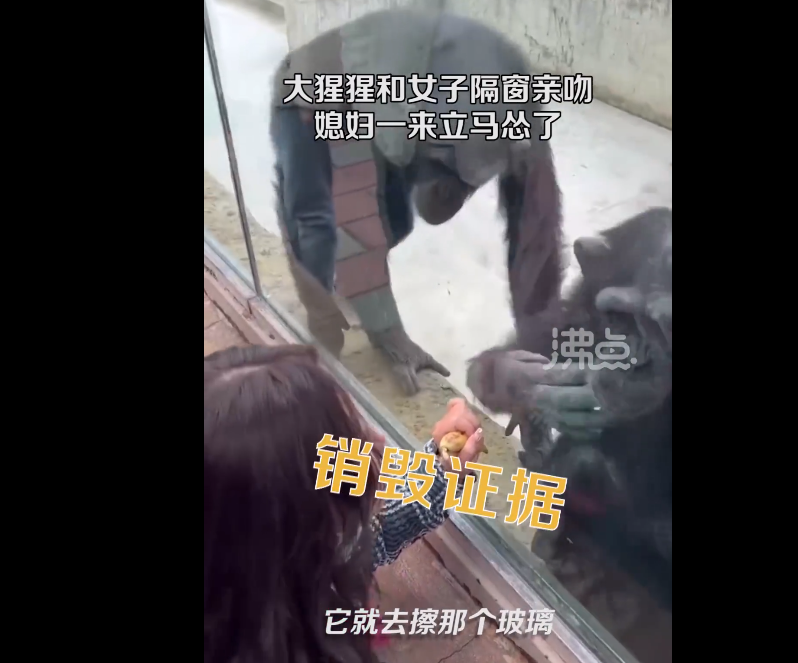 黑猩猩在老婆盯場下馬上反射性擦掉玻璃上唇印湮滅證據。(翻攝微博@沸點視頻)