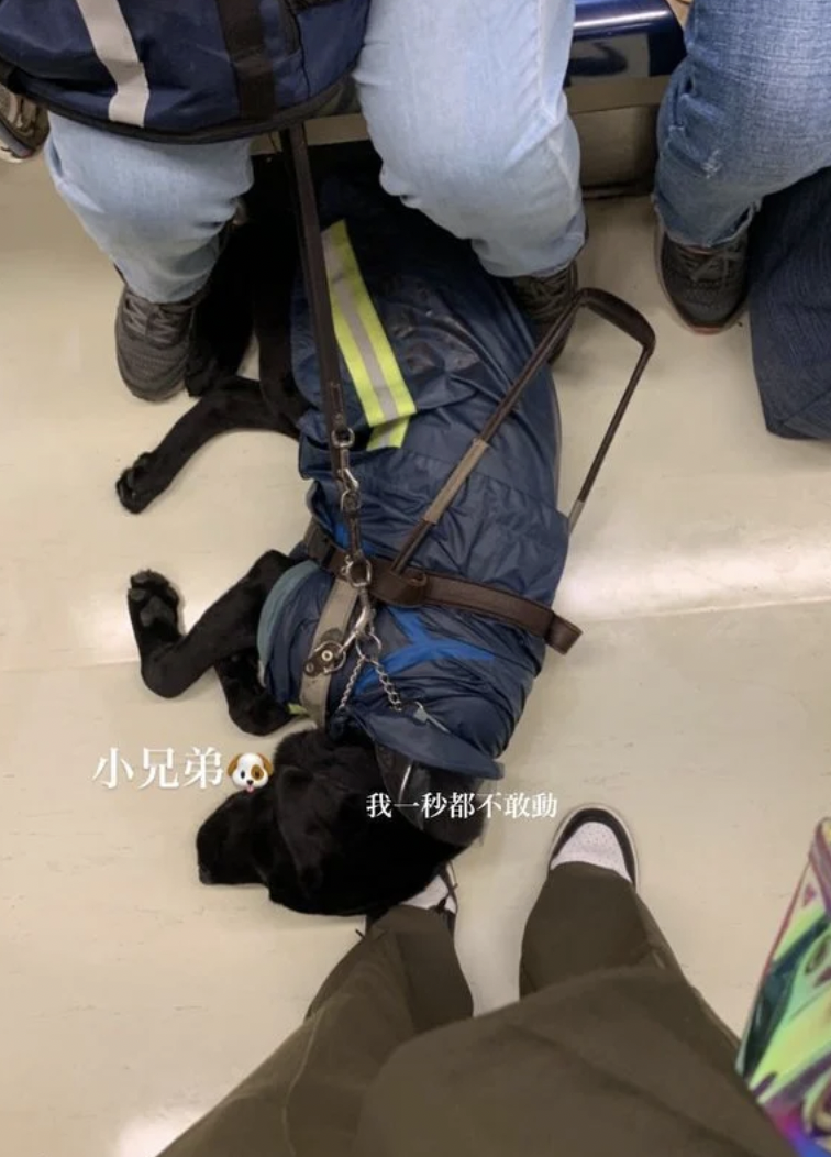 導盲犬累壞了，在原po腳上睡得香甜。（翻攝自Dcard）
