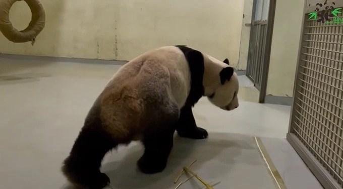 貓熊「團團」最新病況曝光!腳步癱軟移動吃力,動物園急求粉絲集氣。(翻自台北動物園IG)