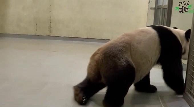 團團移動相當吃力。(翻自台北動物園IG)