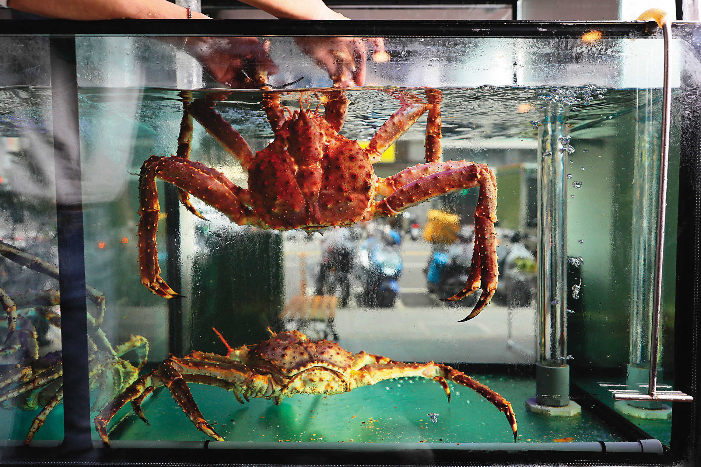 水族箱中的蟹種會因季節而異，鎮店之寶是來自北海道的活體帝王蟹。