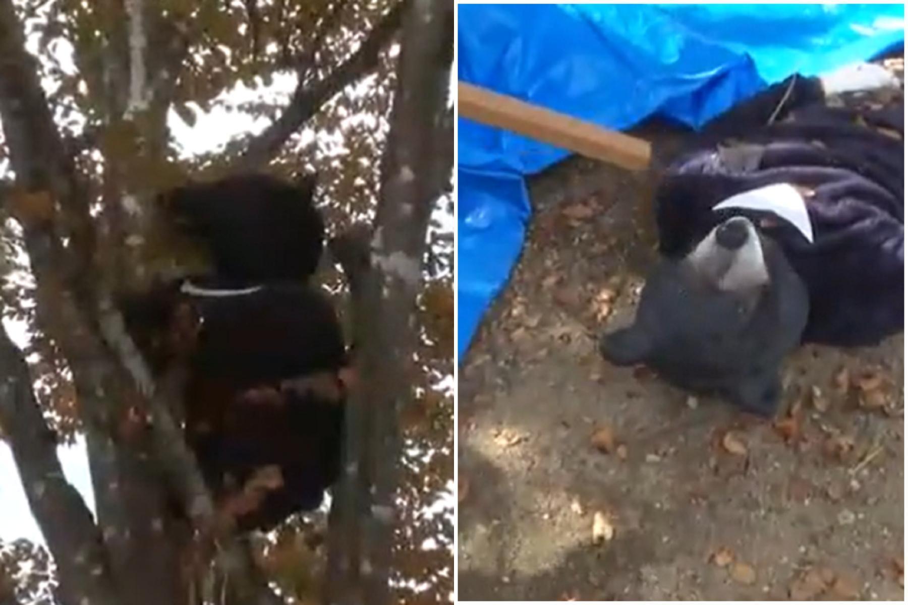 黑熊出沒爬樹搞破壞，終被捕還慘遭棍戳！走近一看「真的是工讀生」。（翻自NHK推特）