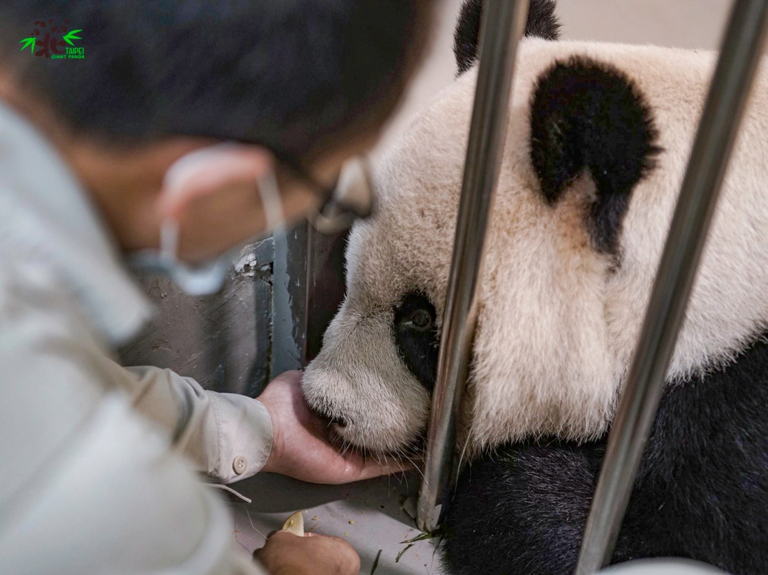 保育員在團團的糧食中增添營養品。（翻攝自台北市立動物園）